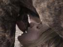 zoo,zoophilie,zophilie,sexe,avec,animaux,cheval,chien,poney