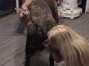 zoo,zoophilie,zophilie,sexe,avec,animaux,cheval,chien,poney