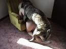 zoo,zoophilie,zophilie,sexe,avec,animaux,cheval,chien,poney
