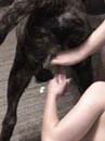 zoo,zoophilie,zophilie,sexe,avec,animaux,cheval,chien,poney