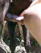 zoo,zoophilie,zophilie,sexe,avec,animaux,cheval,chien,poney