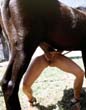 zoo,zoophilie,zophilie,sexe,avec,animaux,cheval,chien,poney