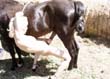 zoo,zoophilie,zophilie,sexe,avec,animaux,cheval,chien,poney