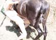 zoo,zoophilie,zophilie,sexe,avec,animaux,cheval,chien,poney