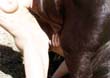 zoo,zoophilie,zophilie,sexe,avec,animaux,cheval,chien,poney
